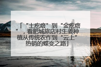 “土疙瘩”到“金疙瘩”，看肥城旅店村生姜种植从传统农作到“云上”热销的蝶变之路