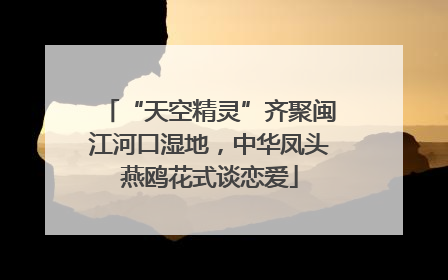 “天空精灵”齐聚闽江河口湿地，中华凤头燕鸥花式谈恋爱