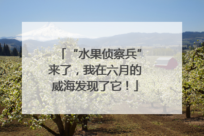 “水果侦察兵”来了，我在六月的威海发现了它！