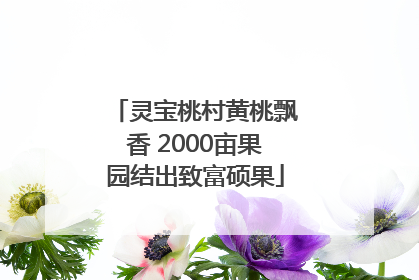 灵宝桃村黄桃飘香 2000亩果园结出致富硕果