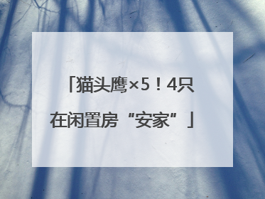 猫头鹰×5！4只在闲置房“安家”