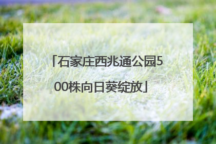 石家庄西兆通公园500株向日葵绽放