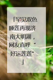 罕见双色睡莲再现济南大明湖，网友直呼“好运莲莲”