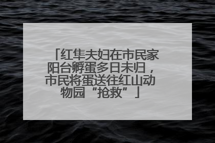 红隼夫妇在市民家阳台孵蛋多日未归，市民将蛋送往红山动物园“抢救”