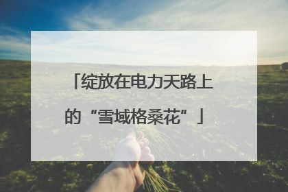 绽放在电力天路上的“雪域格桑花”