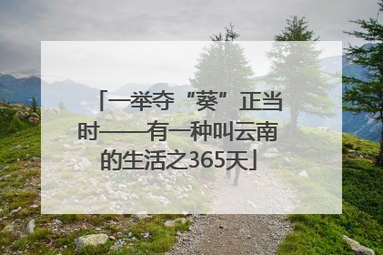 一举夺“葵”正当时——有一种叫云南的生活之365天