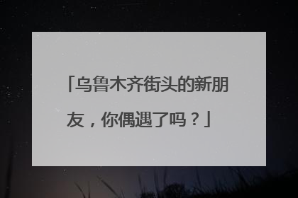 乌鲁木齐街头的新朋友，你偶遇了吗？