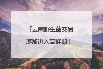 云南野生菌交易逐渐进入高峰期