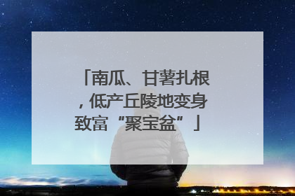 南瓜、甘薯扎根，低产丘陵地变身致富“聚宝盆”