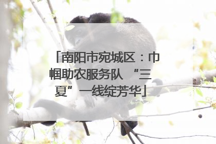 南阳市宛城区：巾帼助农服务队 “三夏”一线绽芳华
