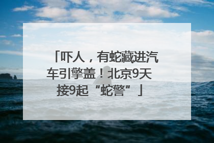 吓人，有蛇藏进汽车引擎盖！北京9天接9起“蛇警”