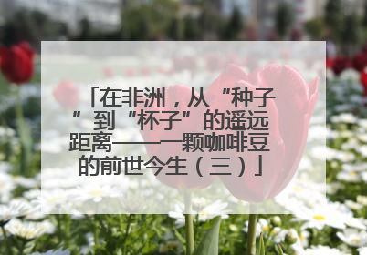 在非洲，从“种子”到“杯子”的遥远距离——一颗咖啡豆的前世今生（三）
