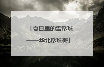 夏日里的雪珍珠——华北珍珠梅