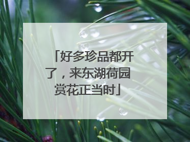 好多珍品都开了，来东湖荷园赏花正当时
