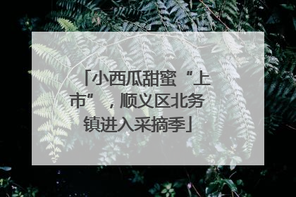小西瓜甜蜜“上市”，顺义区北务镇进入采摘季