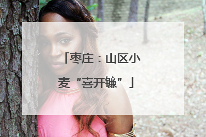 枣庄：山区小麦“喜开镰”