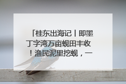 桂东出海记丨即墨丁字湾万亩蚬田丰收！渔民泥里挖蚬，一天上岸过千斤