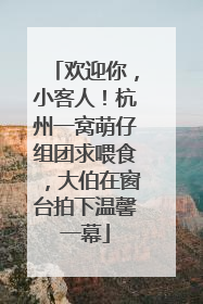 欢迎你，小客人！杭州一窝萌仔组团求喂食，大伯在窗台拍下温馨一幕