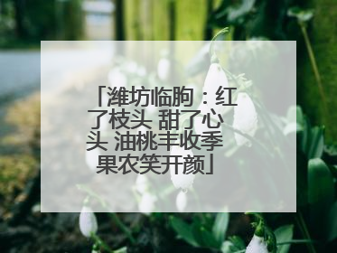潍坊临朐：红了枝头 甜了心头 油桃丰收季果农笑开颜
