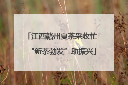江西赣州夏茶采收忙 “新茶勃发”助振兴