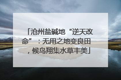 沧州盐碱地“逆天改命”：无用之地变良田，候鸟翔集水草丰美