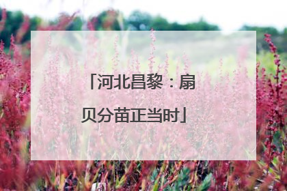 河北昌黎：扇贝分苗正当时