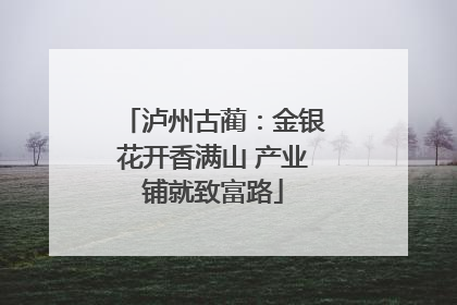 泸州古蔺：金银花开香满山 产业铺就致富路
