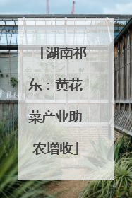 湖南祁东：黄花菜产业助农增收