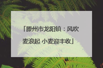 滕州市龙阳镇：风吹麦浪起 小麦迎丰收