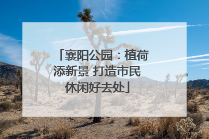 襄阳公园：植荷添新景 打造市民休闲好去处