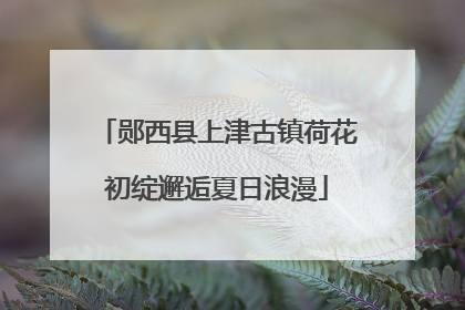 郧西县上津古镇荷花初绽邂逅夏日浪漫