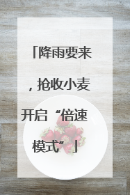 降雨要来，抢收小麦开启“倍速模式”