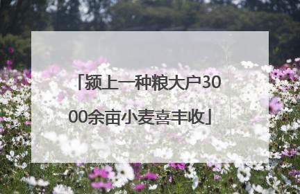 颍上一种粮大户3000余亩小麦喜丰收