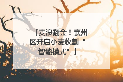 麦浪翻金！襄州区开启小麦收割“智能模式”