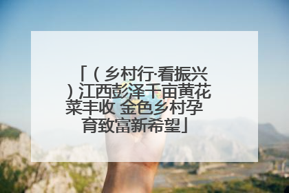（乡村行·看振兴）江西彭泽千亩黄花菜丰收 金色乡村孕育致富新希望
