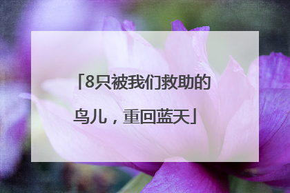 8只被我们救助的鸟儿，重回蓝天